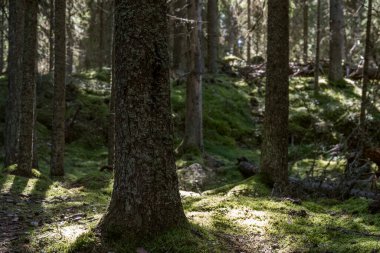 Eski bir orman gölgesinden süzülen güneş ışığı