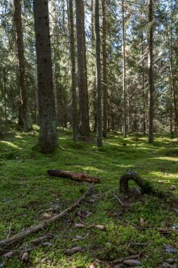 Yoğun yeşil bir ormanın içinden süzülen güneş ışığı