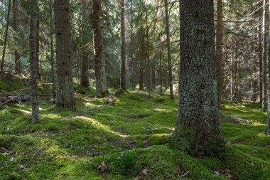 Güneş Işığı Yosun Ormanı Zemininde Süzgeçler