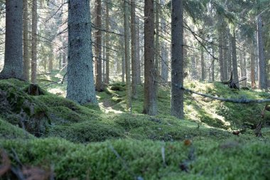 Ormandaki Evergreen Ağaçları 'ndan geçen güneş ışığı