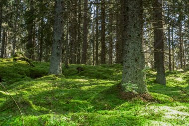 Yeşil yosunlarla kaplanmış Güneş Işığı Orman Zemini