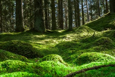 Bereketli Yosunlu Orman Zemininde Güneş Işığı