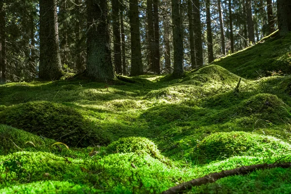 Bereketli Yosunlu Orman Zemininde Güneş Işığı