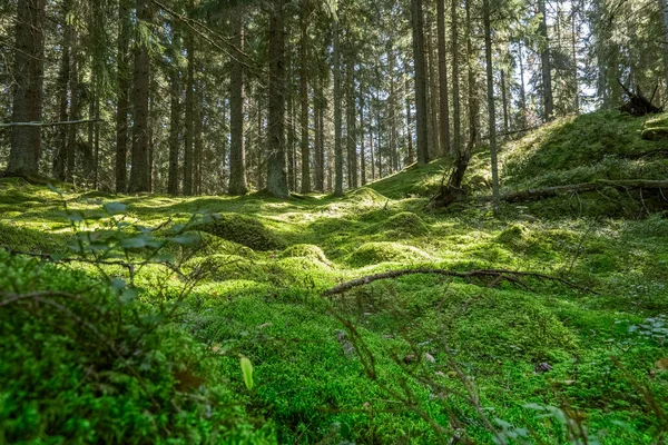 Yeşillik yosunlu, güneşli orman zemini