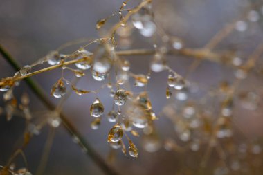 Küçük su damlacıkları narin bitki saplarını süslüyor makro görüntüler.