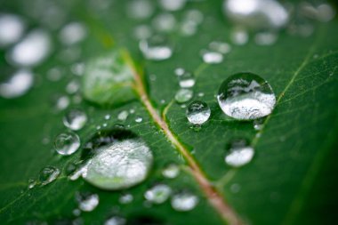 Ekstrem Yakın Çekim Yeşil Yapraktaki Çiğ Damlaları