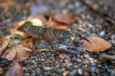 Bir Kerevit Sonbaharda Oturur Bir Çakıltaşı kıyısında Yapraklar