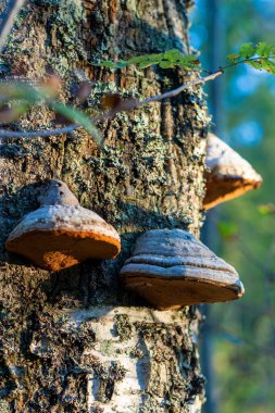 Ağaç Mantarı Ağaç Kabuğu Güneş Ormanı Doğa 'sında büyüyor