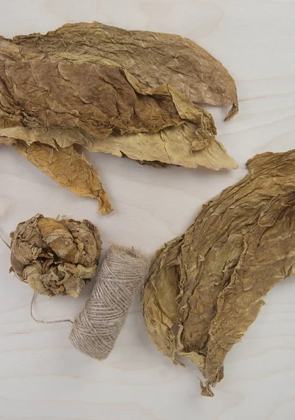 Tobacco leaves prepared for twists Stock Image