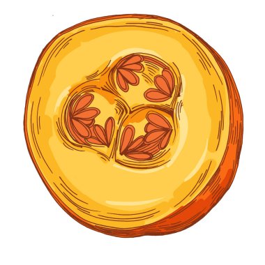 Balkabağı Sebze Sonbaharı ve Sonbahar Elementi. Balkabağı Renkli El Çizimi Çizimi. Şükran Günü tasarım elementleri.