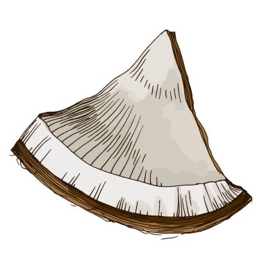 Hindistan cevizi beyaz bir arkaplanda izole edildi.