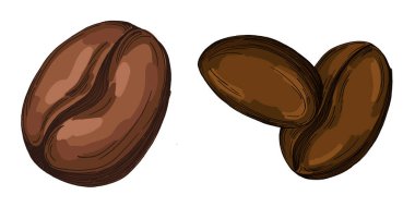 Kahve çekirdeği illüstrasyonu, kavrulmuş ve çiğ kahve çekirdeği vektörü, taze aromatik kahve, davetiyeler, posterler, afişler ve tasarımlar için el yapımı botanik klip
