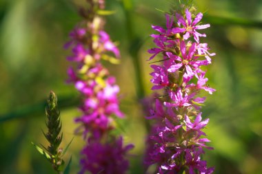 Volgograd 'daki Volga' da fabrikalar.