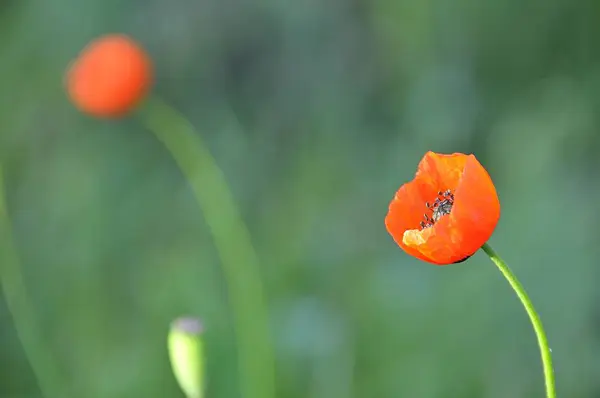 Rode Papavers Weide Van Oekraïne Met Groene Ondergrond Van Gras — Stockfoto