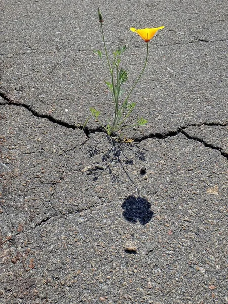 Güçlü doğa Asfalt ile geliyor
