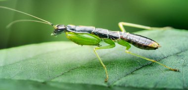 Parlak yeşil bir yaprağın üzerinde dinlenen renkli peygamberdevesi, hayat ve güzellikle dolu, gür, doğal bir ortamda karmaşık detayları ve canlı renkleri vurguluyor.