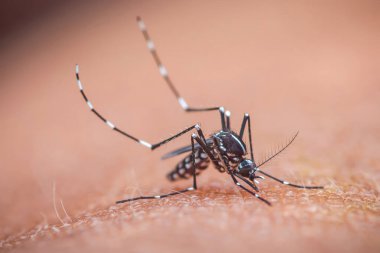 Aşırı yakın plan Aedes Albopictus, bir Asyalı kaplan sivrisineği, insan derisinden kan emiyor, Dang humması ve Zika virüsü gibi tehlikeli hastalıklar yayıyor.