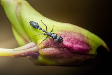 Siyah karınca canlı bir orkide tomurcuğunu titizlikle keşfediyor, böcekler ve çiçekler arasındaki karmaşık ilişkiyi yumuşak, dağınık ışıklandırmalı makro fotoğrafçılık ortamında gösteriyor.