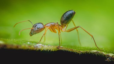 Extreme close-up of a carpenter ant exploring a vibrant green leaf, showcasing its intricate body structure and delicate movements in nature's microcosm, Insects macro selective focus, chumphon in thailand.