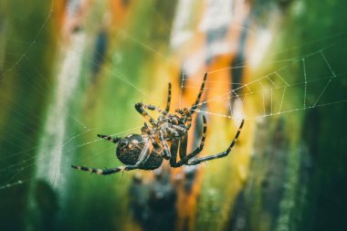 Örümcek karmaşık ağını özenle örüyor, doğanın harikalarını ve ekosistemin hassas dengesini canlı yeşil bir ortamda sergiliyor.