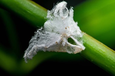 Beyaz balmumu liflerle kaplı olan yemek böceği, canlı yeşil bir bitki gövdesinin üzerinde yavaşça sürünüyor, böceğin varlığını ve bitkiye verdiği potansiyel zararı vurguluyor.