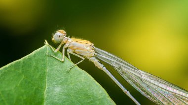 Beyaz bacaklı küçük kız sineği, ya da platicnemis pennipes, canlı yeşil bir yaprak üzerinde tüneyerek, karmaşık ayrıntıları vurgulayarak ve hassas kanatlar bulanık doğal bir arkaplan karşı