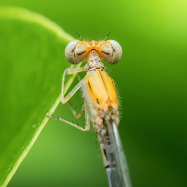 Canlı yeşil bir yaprağın üzerinde dinlenen turuncu papatya sineği, narin vücudunu sergiliyor ve açık havada nefes kesici bir yakın plan içinde büyüleyici, büyüleyici gözleri var.
