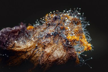 Çürüyen meyve derisi üzerinde büyüyen mikroskobik küf görüntüsü, koyu arkaplan üzerinde beyaz ve sarı sporlar ve lifler sergiliyor, ayrışma ve mantar büyümesi sürecini vurguluyor