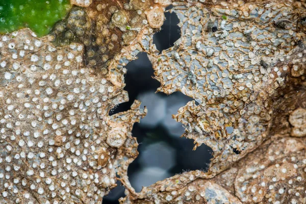 Çürüyen bir yaprağın yakın plan görüntüsü karmaşık doku ve bozulma kalıplarını gösteriyor, çürüme ve organik kırılganlığın doğal sürecini vurguluyor.