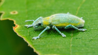 Doğanın en küçük yaratıklarının güzelliğini ve karmaşıklığını vurgulayan parlak yeşil bir yaprağa nazikçe tünemiş, canlı sarı ve turkuaz renklerini sergileyen bir altın tozu bitinin yakın çekimi.
