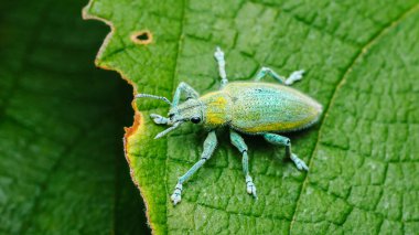 Doğanın en küçük canlılarının güzelliğini ve karmaşıklığını vurgulayan canlı yeşil bir yaprağı keşfederken, parlak turkuaz ve altın rengi dış iskeletini sergileyen bir altın tozu bitinin yakın çekimi.