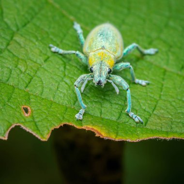Işıl ışıl yeşil bir yaprağın üzerinde duran altın tozu buğday biti, parlak turkuazını, altın dış iskeletini ve narin bacaklarını sergiliyor.