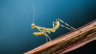 Dalın üzerine tünemiş bir peygamberdevesinin yakın görüntüsü, karmaşık detaylarını ve parlak renklerini bulanık mavi arkaplana karşı sergiliyor.