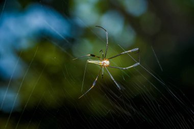 Örümcek karmaşık ağını bir ormanın yemyeşil yeşilliği arasında özenle örüyor, doğanın harikalarını ve ekosistemin hassas dengesini gözler önüne seriyor.