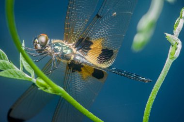 Yakın plan makro fotoğraf şeffaf kanatlı bir yusufçuk yakalamak Ve yeşil bir bitki gövdesi üzerinde dinlenen canlı sarı ve siyah işaretler Bulanık mavi arka plan