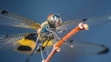 İnce bir dala konmuş kanatları açık bir yusufçuğun yakın çekimi geniş bileşik gözlerini ve bulanık mavi bir arka planda karmaşık kanat detaylarını gözler önüne seriyor.