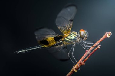 Kanatlarında sarı ve siyah işaretler olan renkli yusufçuk ince bir dalın üzerinde duruyor ve bulanık, karanlık bir arka plana karşı narin güzelliğini sergiliyor.