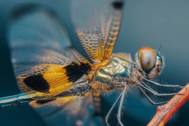 Şeffaf, desenli kanatları olan, dalda dinlenen bir yusufçuğun yakın çekimi, bulanık bir arka plana karşı karmaşık detaylarını ve canlı renklerini sergiliyor.