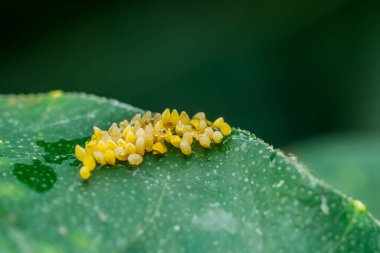 Küçük sarı böcek yumurtaları canlı yeşil bir yaprağın üzerinde yumurtadan çıkıyor, sabah çiğ taneleriyle parıldıyor, doğal ortamda yeni hayatın narin güzelliğini sergiliyor.
