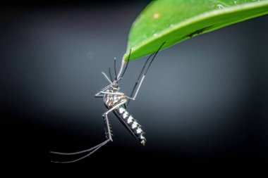 Asyalı bir kaplan sivrisineğinin (aedes albopictus) canlı yeşil bir yaprağın baş aşağı asılı yakın plan, bulanık bir arka plan karşı ayırt edici siyah ve beyaz işaretleri sergilenir