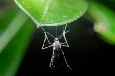 Sivrisinek, yeşil bir yaprağın altında baş aşağı asılı duruyor. Bacakları, bulanık, koyu bir arka plana nazikçe tutunuyor. Böceğin karmaşık detaylarını gözler önüne seriyor.