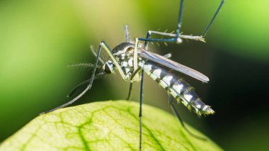 Asyalı bir kaplan sivrisineğinin (aedes albopictus) canlı yeşil bir yaprağın üzerinde dinlenen aşırı yakın çekimi, belirgin siyah ve beyaz işaretlerini ve hassas özelliklerini gözler önüne serer.