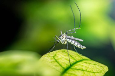 Asyalı bir kaplan sivrisineğinin yakın çekimi, aedes albopictus, canlı yeşil bir yaprağın üzerinde duruyor, belirgin siyah ve beyaz işaretlerini doğal bir ortamda sergiliyor.