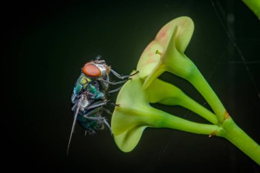 Yaygın bir yeşil şişe sineğinin yakın çekimi, parlak vücudunu ve kırmızı gözlerini sergilerken, arka planda koyu renk bir çiçek yapraklarına tünemiş.