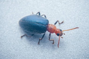 Metalik mavi bir vücudu, turuncu kafası ve göğsü olan canlı bir papaz böceğinin makro görüntüsü, çevresini incelerken karmaşık detaylarını ve hassas antenlerini gözler önüne seriyor.