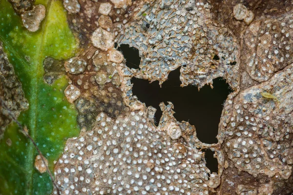 Hasarlı bir yaprağın ortaya çıkarılması, delikler, kabarcıklar ve küçük bir yaprak biti, zararlı böceklerin ve hastalıkların bitki yaşamı ve ekosistemler üzerindeki önemli etkisini vurguluyor.