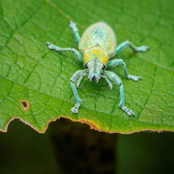 Işıl ışıl yeşil bir yaprağın üzerinde duran altın tozu buğday biti, parlak turkuazını, altın dış iskeletini ve narin bacaklarını sergiliyor.