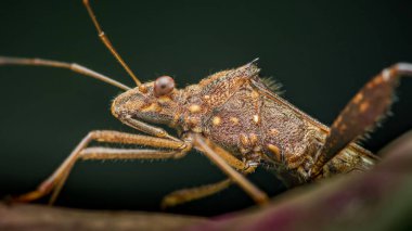 Geniş başlı böcek, ya da Alydidae, bir dalda dinleniyor, büyüleyici bir yakın planda karanlık, bulanık bir arka plana karşı karmaşık ayrıntıları ve benzersiz özellikleri ortaya çıkarıyor.