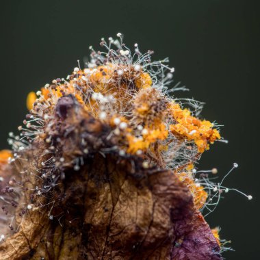 Çürüyen bir bitkiyi sömürgeleştiren, mantar gelişiminin çeşitli renklerini ve dokularını gösteren, sporların ve liflerin karmaşık detaylarını vurgulayan, yakın plan görüntüsü.