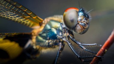 Extreme close-up of a dragonfly resting on a branch, showcasing the intricate details of its compound eyes, delicate wing veins, and hairy body